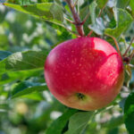 Aceto di mele per dimagrire in modo sano